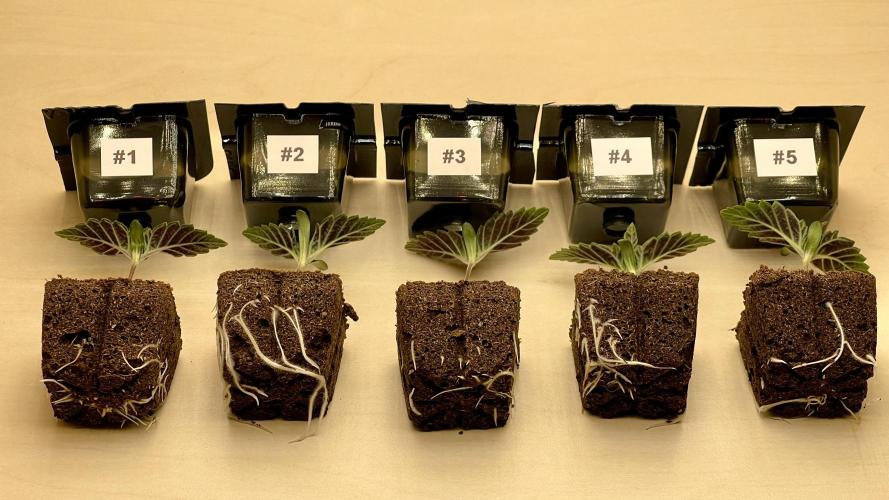 Eternity Grow Cup 2026 - Sticky Broccoli. Week 1 - Die Durchwurzelung ist im Durchschnitt noch nicht stark genug zum Umtopfen.