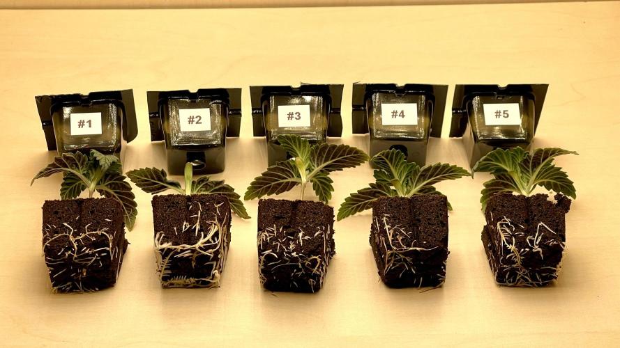 Eternity Grow Cup 2026 - Sticky Broccoli. Week 1 - Update 20.01.2026: Die Durchwurzelung ist nun stark genug zum Umtopfen.