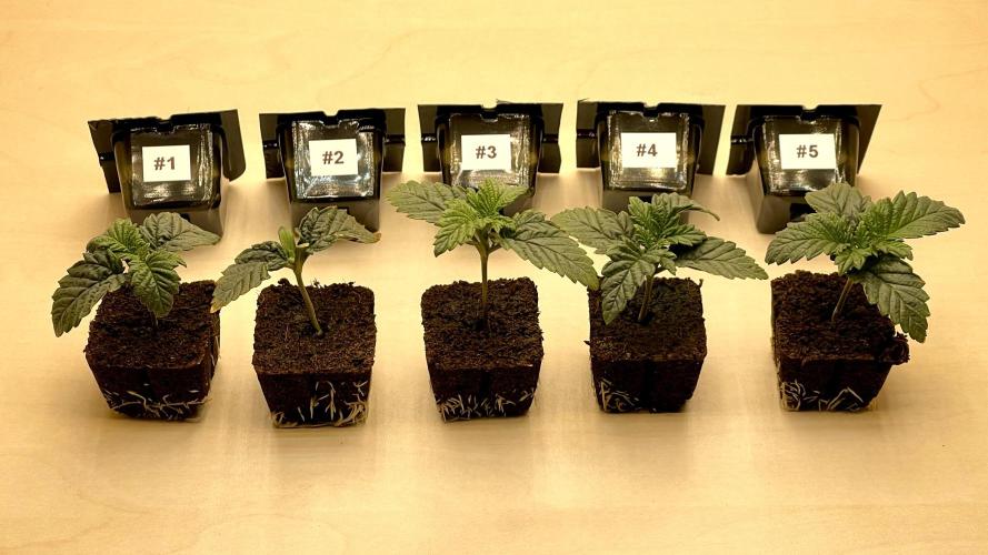 Eternity Grow Cup 2026 - Sticky Broccoli. Week 1 - Bei #2 scheint ein genetischer Defekt vorzuliegen. Keine weiteren Blätter.