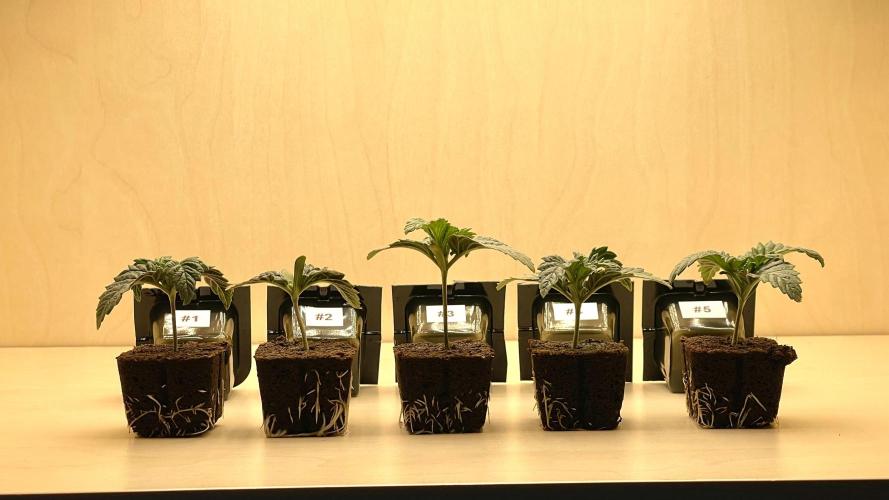 Eternity Grow Cup 2026 - Sticky Broccoli. Week 1 - #3 Sticht im Längenwachstum weiterhin heraus.