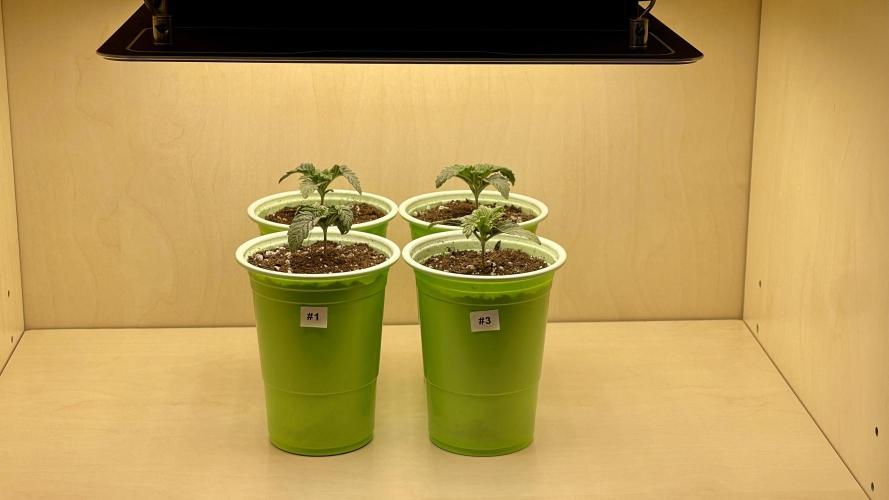 Eternity Grow Cup 2026 - Sticky Broccoli. Week 1 - Umgetopft in 0,5L Plastikbecher. #2 wurde entfernt.