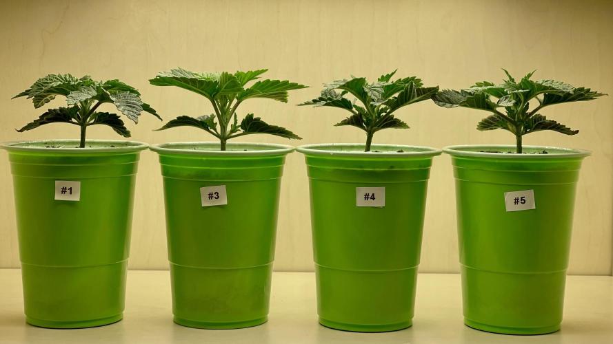 Eternity Grow Cup 2026 - Sticky Broccoli. Week 2 - 24.01.2026: Die Pflanzen entwickeln sich prächtig.