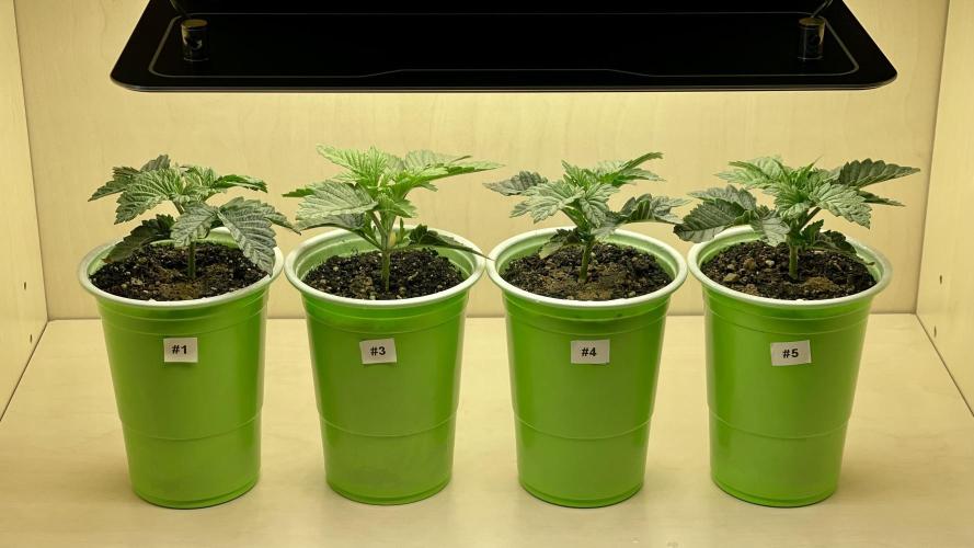 Eternity Grow Cup 2026 - Sticky Broccoli. Week 2 - Der Abstand zur Lampe beträgt durch das Umtopfen nur noch ca. 10cm.