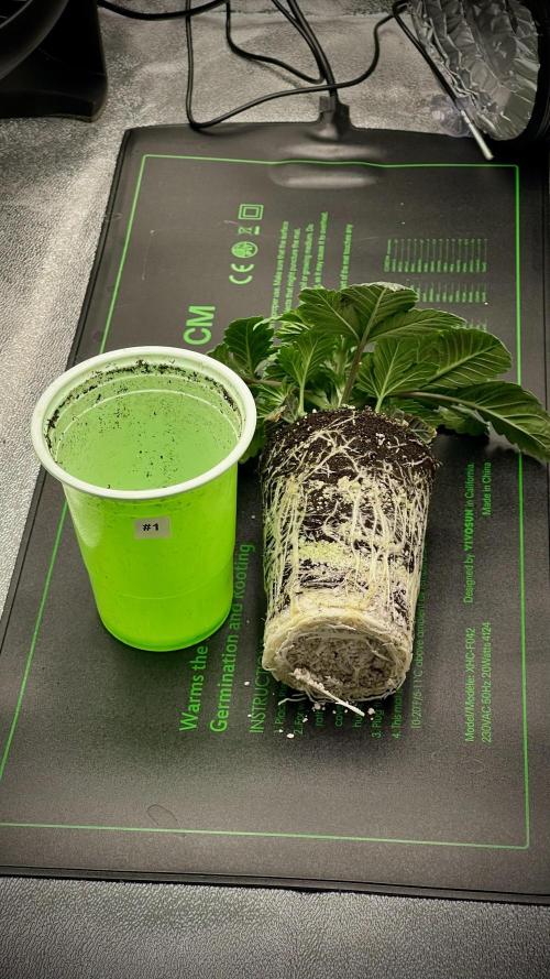 Eternity Grow Cup 2026 - Sticky Broccoli. Week 2