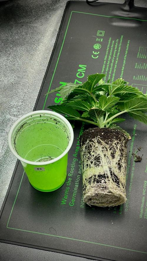 Eternity Grow Cup 2026 - Sticky Broccoli. Week 2