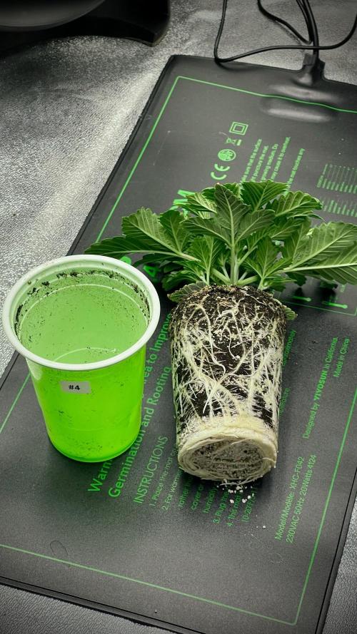 Eternity Grow Cup 2026 - Sticky Broccoli. Week 2