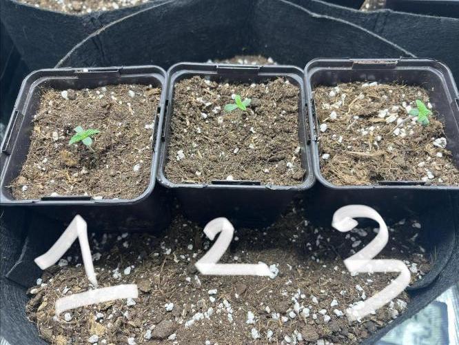 first grow cookie gelato. Week 1