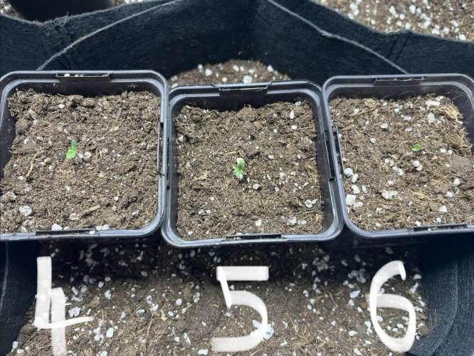 first grow cookie gelato. Week 1