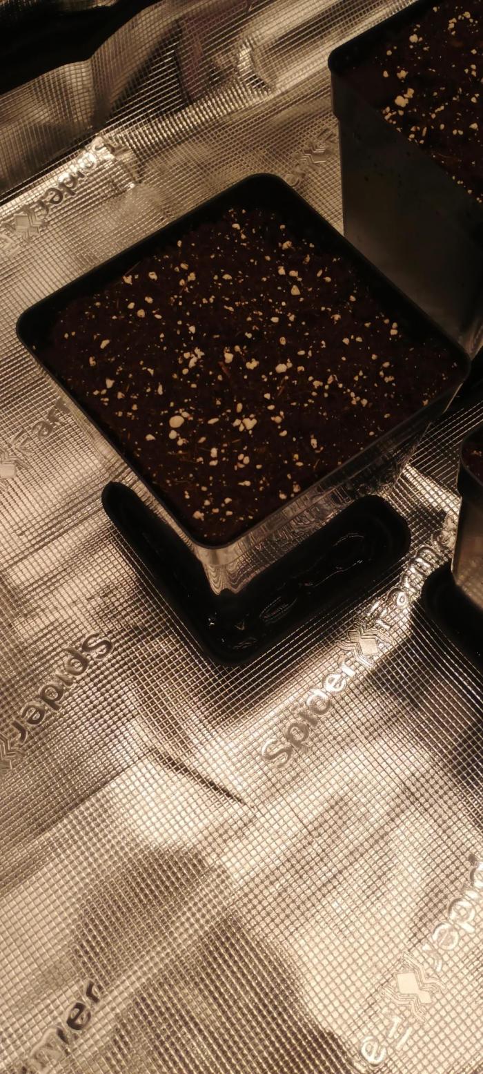 Tropicanna Banana. Week 0 - Právě zahrnuto