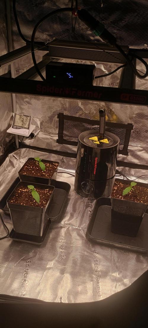 Tropicanna Banana. Week 1