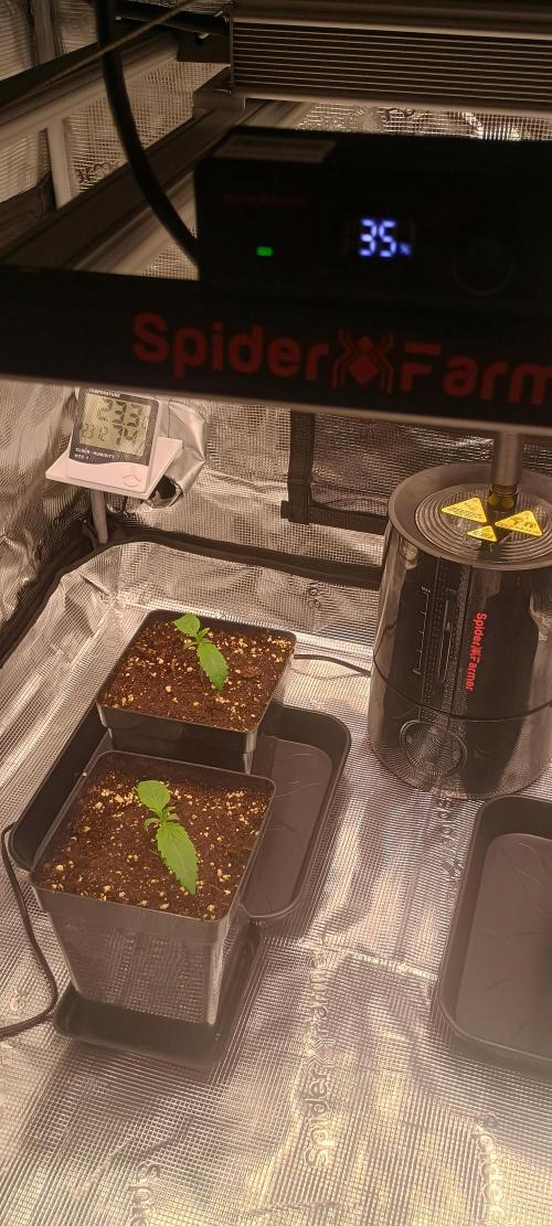 Tropicanna Banana. Week 1