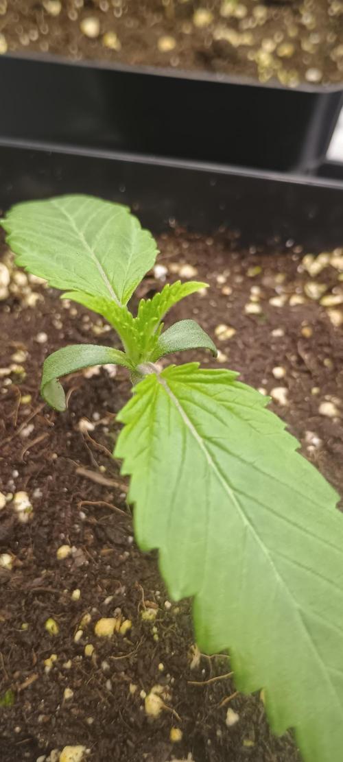 Tropicanna Banana. Week 1