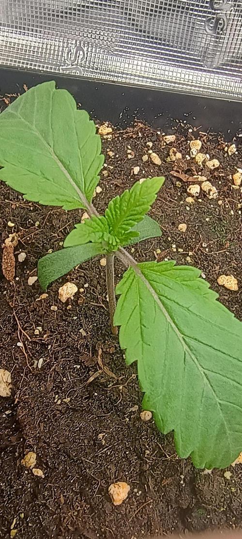 Tropicanna Banana. Week 1