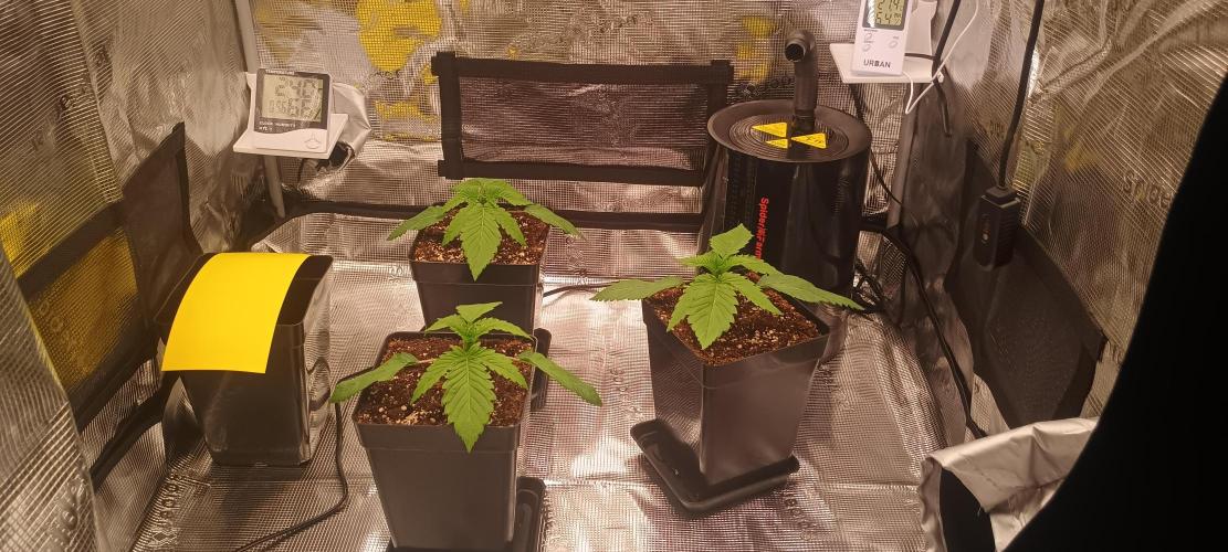 Tropicanna Banana. Week 2