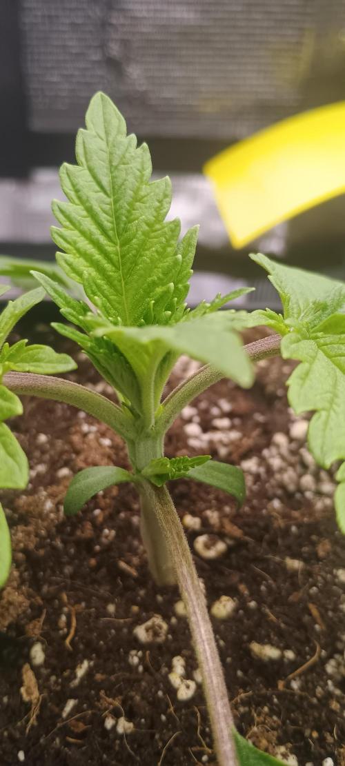 Tropicanna Banana. Week 2