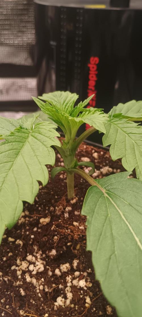 Tropicanna Banana. Week 2