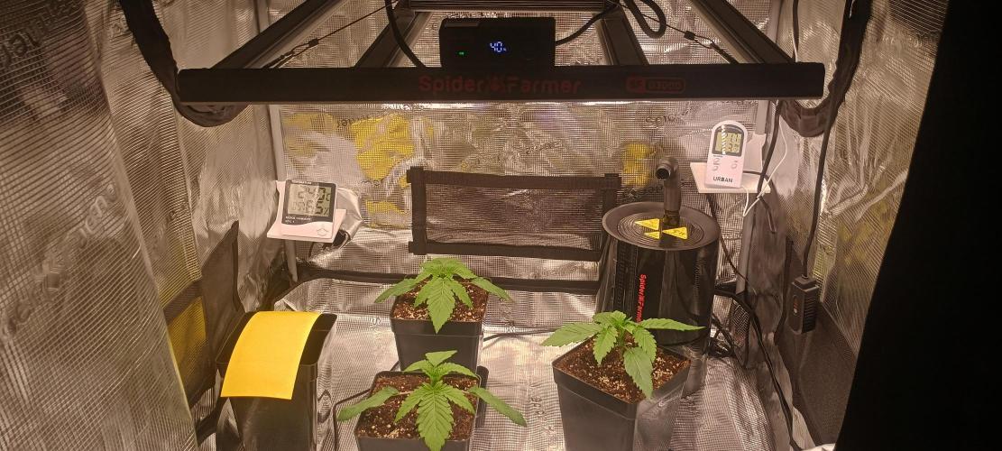 Tropicanna Banana. Week 2