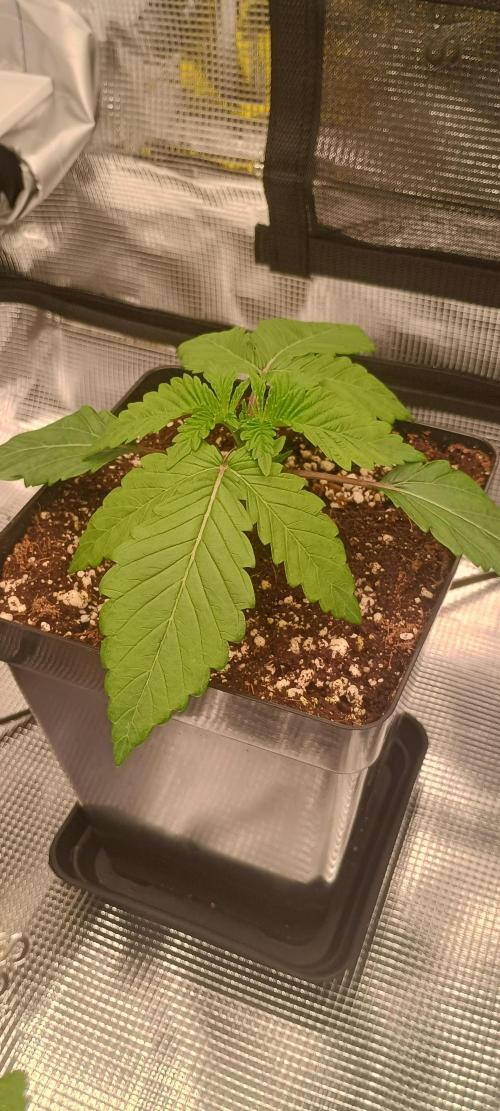 Tropicanna Banana. Week 2