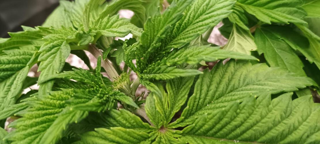 Tropicanna Banana. Week 4