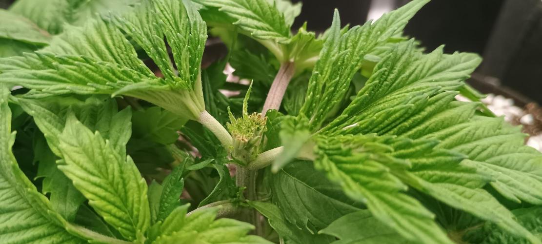 Tropicanna Banana. Week 4