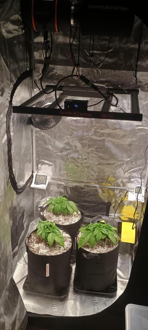 Tropicanna Banana. Week 5