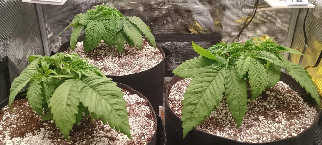 Tropicanna Banana. Week 5