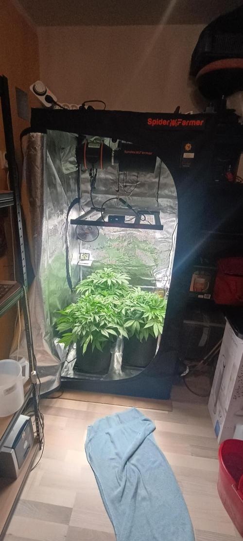 Tropicanna Banana. Week 7