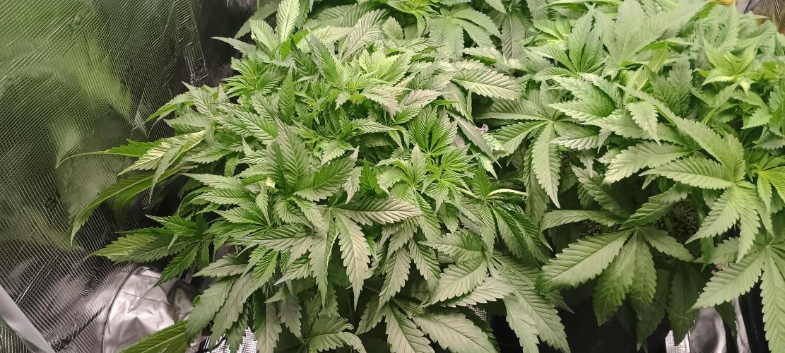 Tropicanna Banana. Week 7