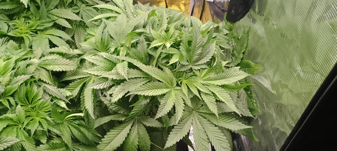 Tropicanna Banana. Week 7