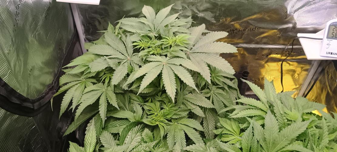 Tropicanna Banana. Week 7