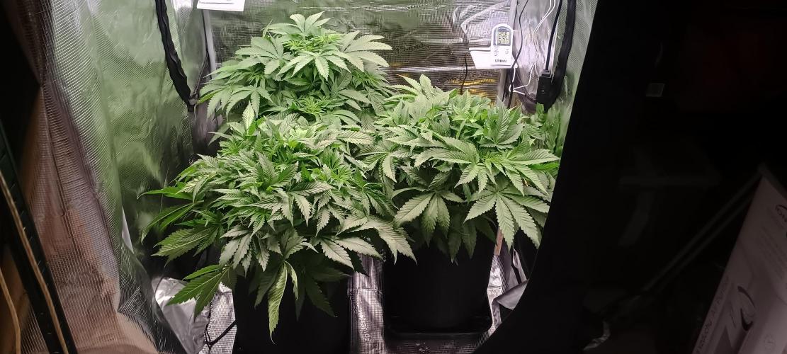 Tropicanna Banana. Week 7