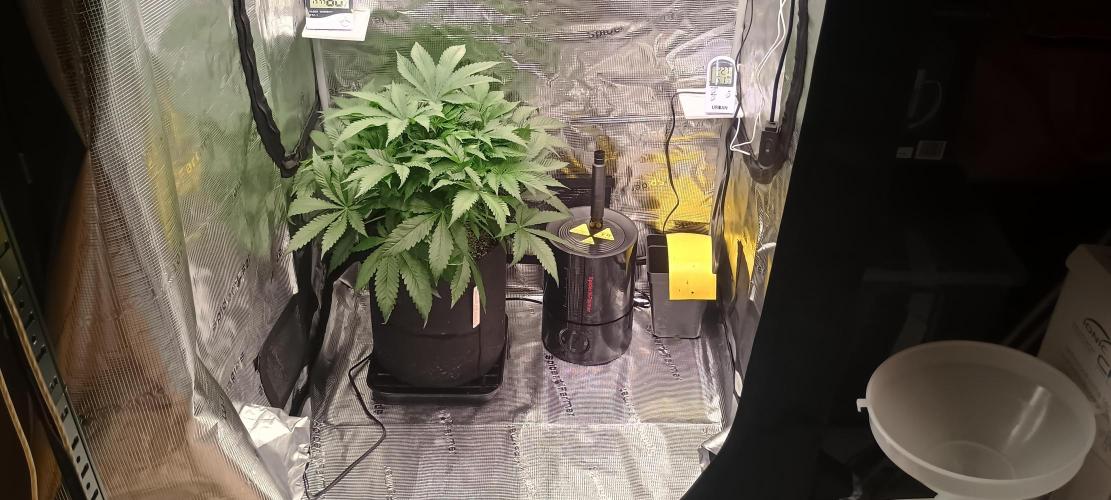 Tropicanna Banana. Week 7