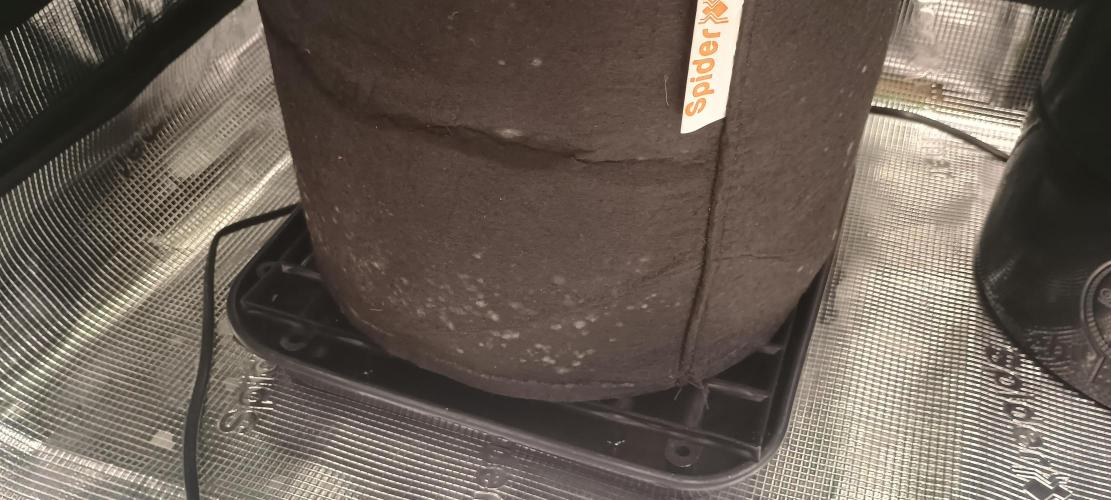 Tropicanna Banana. Week 7