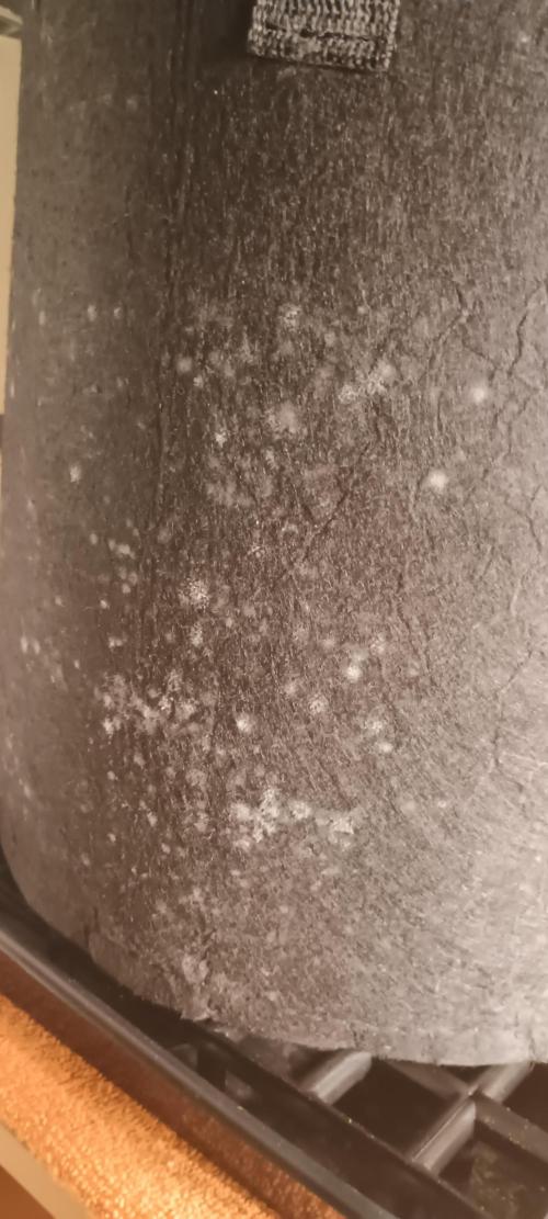 Tropicanna Banana. Week 7