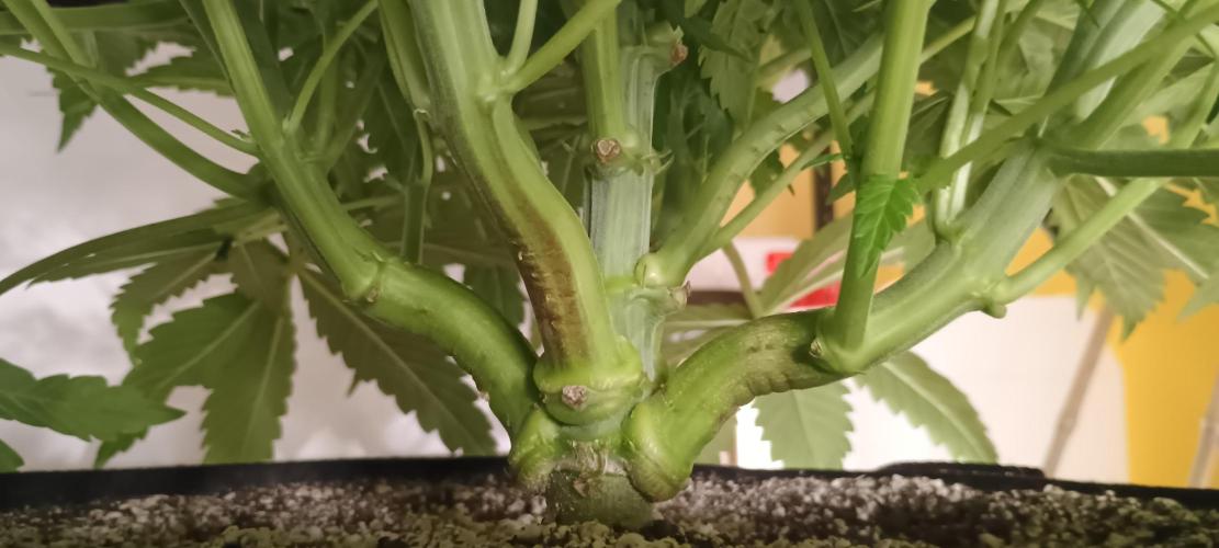 Tropicanna Banana. Week 7