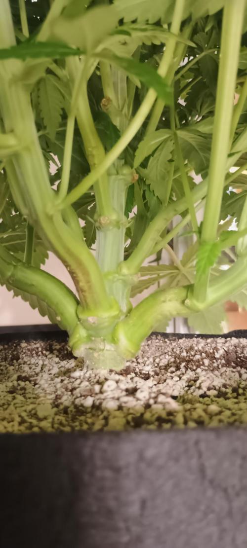 Tropicanna Banana. Week 7