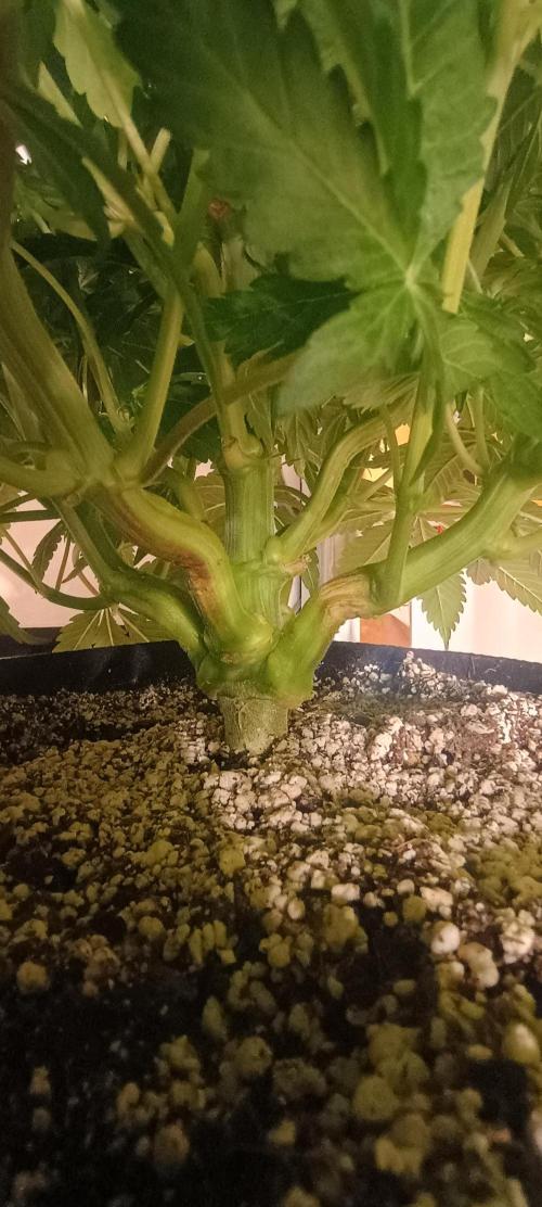 Tropicanna Banana. Week 7