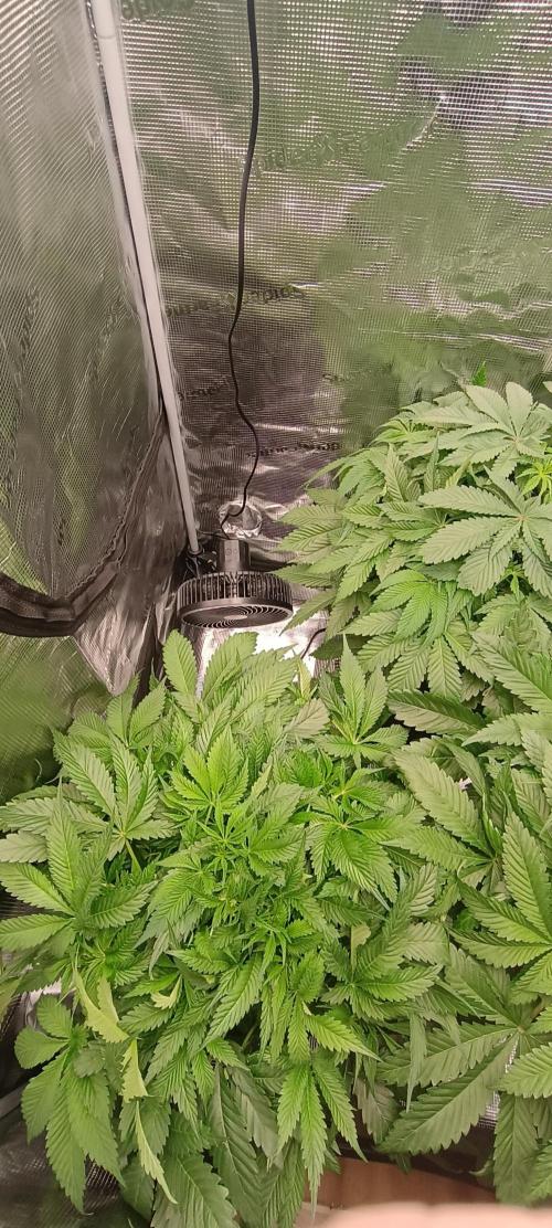 Tropicanna Banana. Week 7