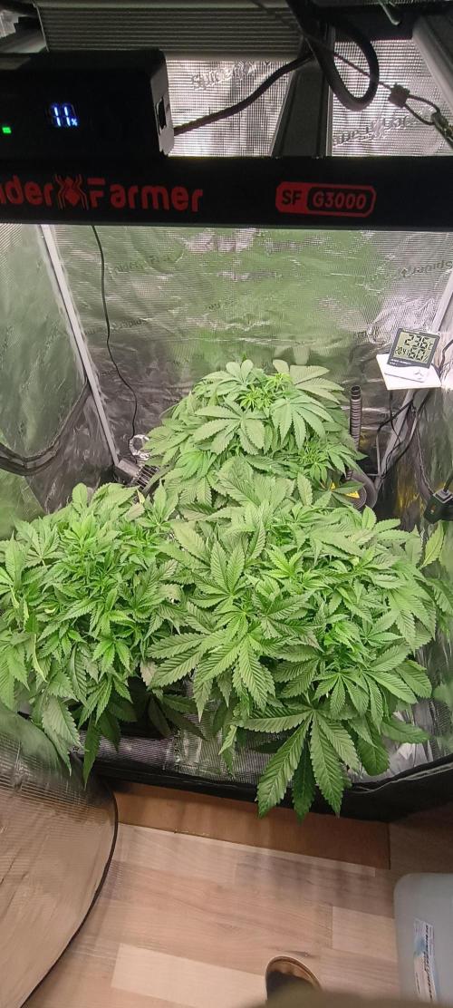 Tropicanna Banana. Week 7