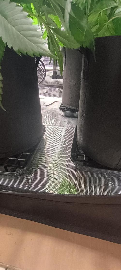 Tropicanna Banana. Week 7