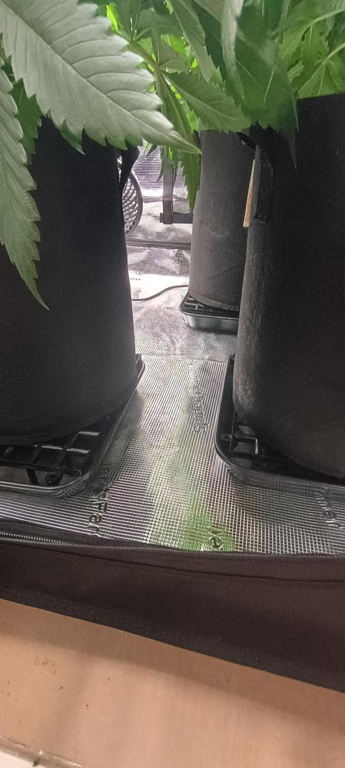 Tropicanna Banana. Week 7