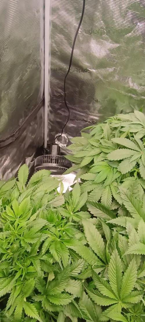 Tropicanna Banana