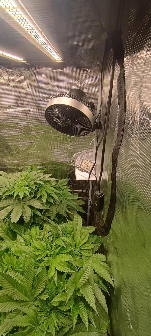 Tropicanna Banana. Week 7