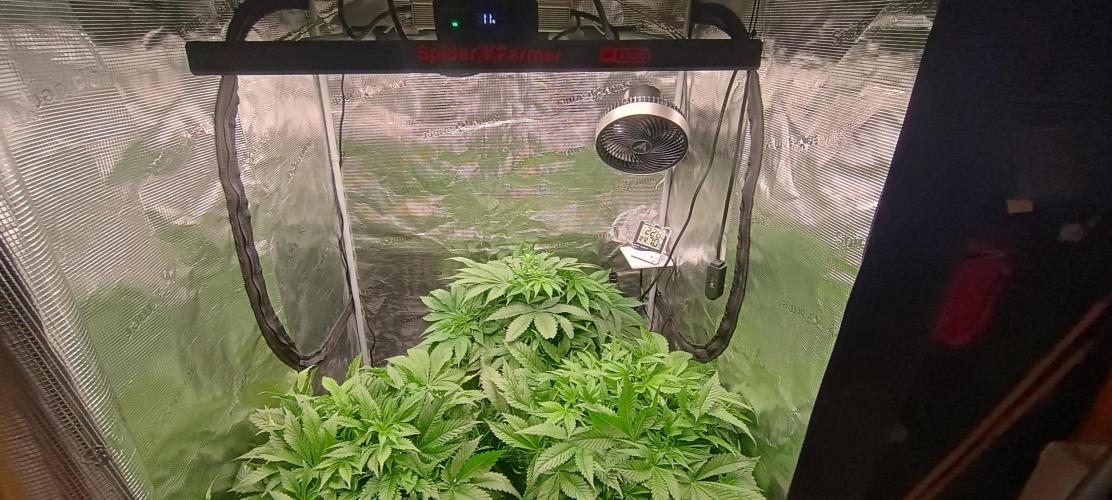 Tropicanna Banana. Week 7