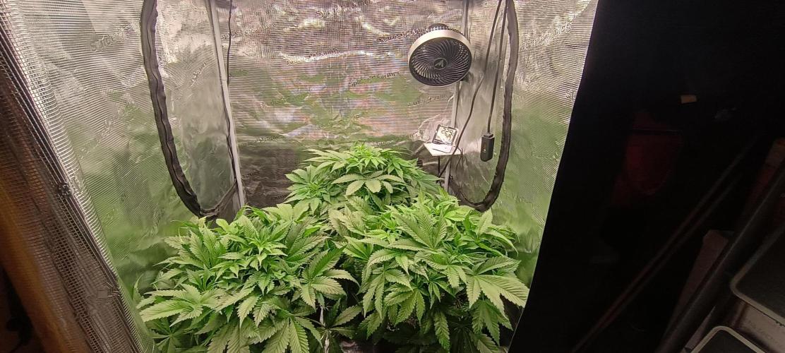 Tropicanna Banana. Week 7