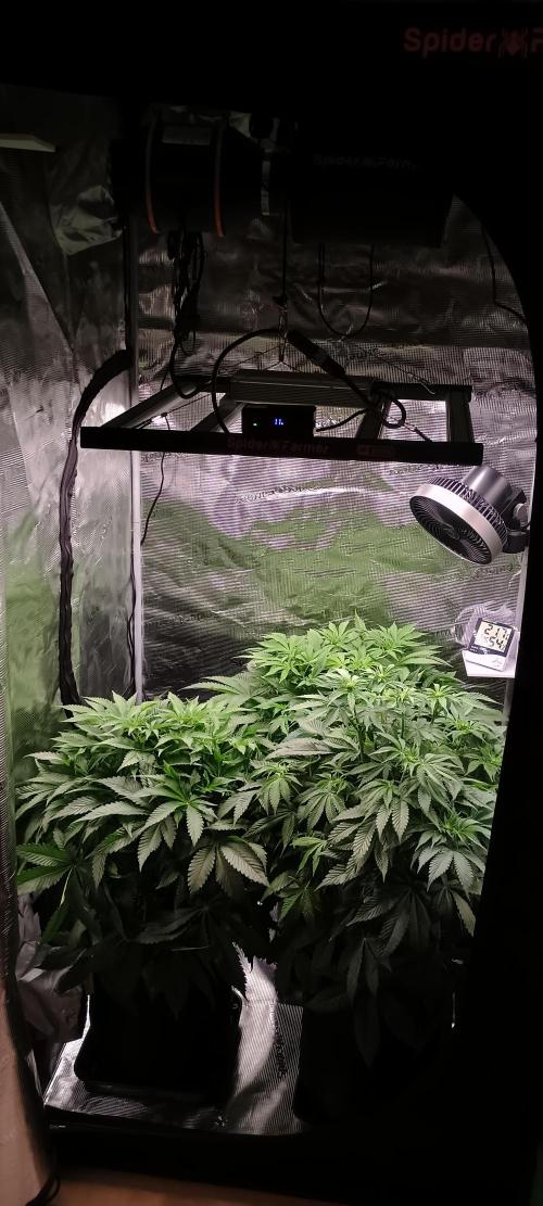 Tropicanna Banana. Week 8