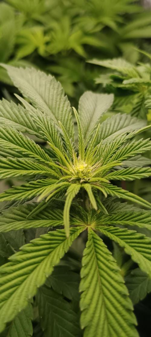 Tropicanna Banana. Week 8