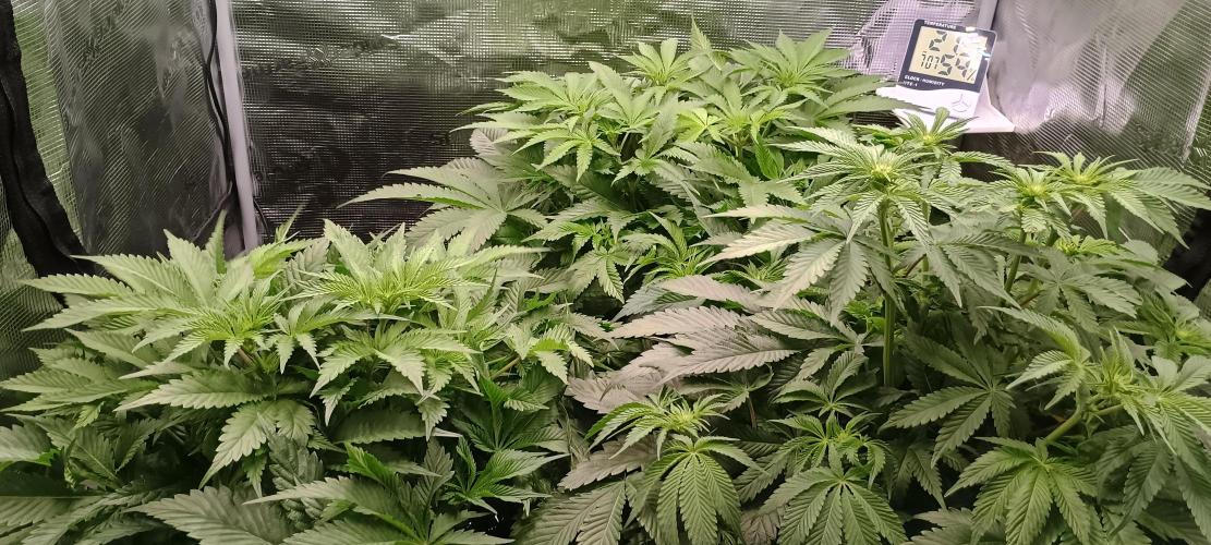 Tropicanna Banana. Week 8