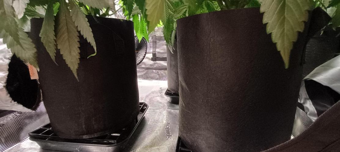 Tropicanna Banana. Week 8