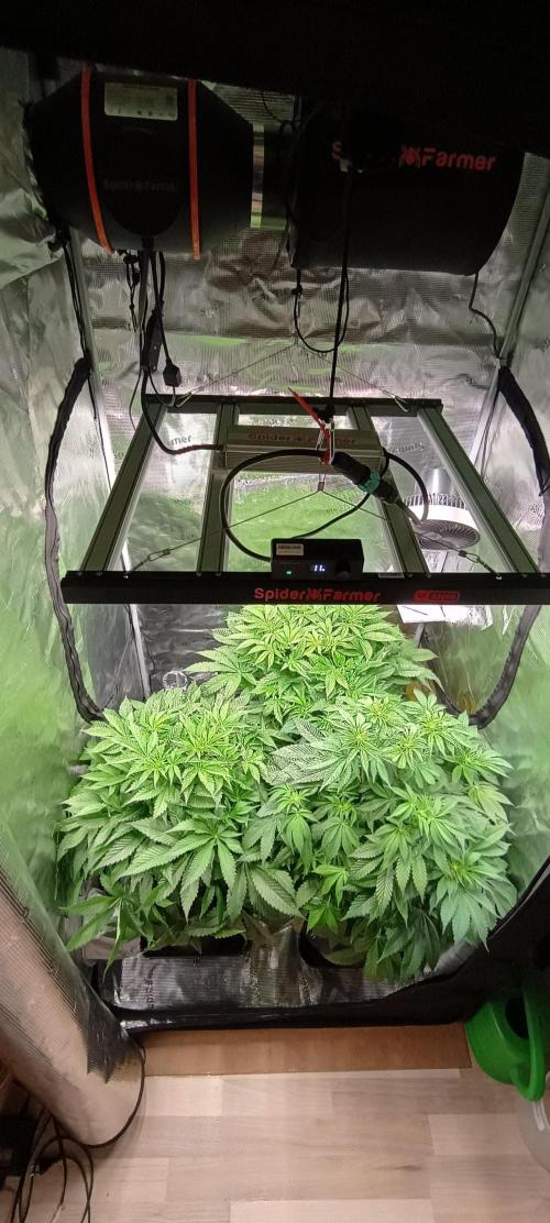 Tropicanna Banana. Week 8